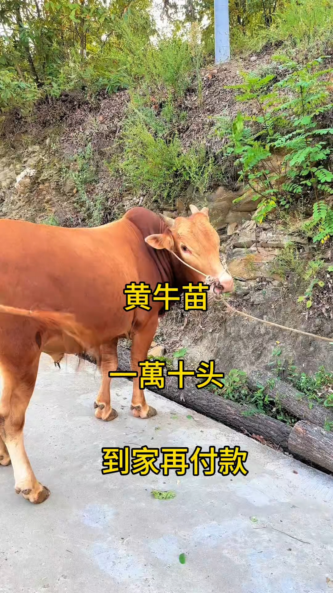 日喀则最新黄牛代办方法分析(最方便真实的日喀则黄牛代办网约车证方法)