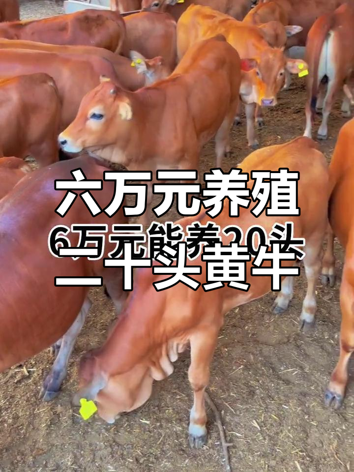 日喀则最新线上套医保的黄牛是真的吗方法分析(最方便真实的日喀则线上套医保的黄牛是真的吗能报销吗方法)